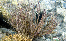 Yellow Sea Whip - Pterogorgia citrina