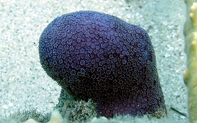 Blue Crust Coral - Porites branneri 