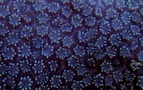 Blue Crust Coral - Porites branneri 