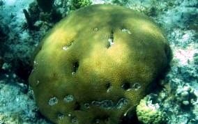 Boulder Brain Coral - Colpophyllia natans