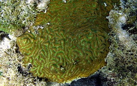 Boulder Brain Coral - Colpophyllia natans