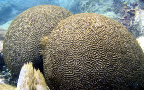 Boulder Brain Coral - Colpophyllia natans