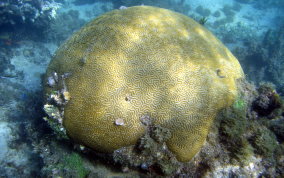 Boulder Brain Coral - Colpophyllia natans