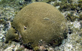 Boulder Brain Coral