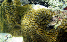 Boulder Brain Coral - Colpophyllia natans