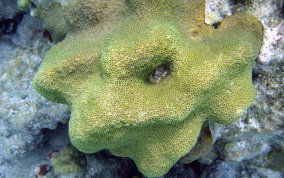 Boulder Star Coral - Montastraea annularis