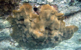 Boulder Star Coral - Montastraea annularis