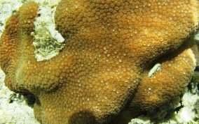 Boulder Star Coral - Montastraea annularis