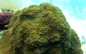 Boulder Star Coral - Montastraea annularis