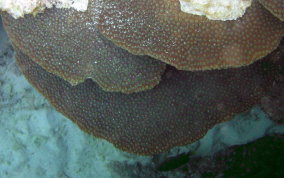 Boulder Star Coral - Montastraea annularis