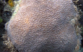 Boulder Star Coral - Montastraea annularis