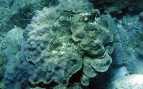 Boulder Star Coral - Montastraea annularis