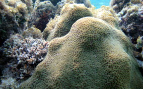 Boulder Star Coral - Montastraea annularis