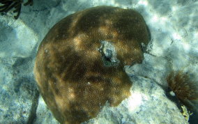 Boulder Star Coral - Montastraea annularis