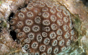 Boulder Star Coral - Montastraea annularis