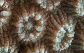 Boulder Star Coral - Montastraea annularis