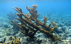 Elkhorn Coral - Acropora palmata 