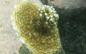 Elkhorn Coral - Acropora palmata 