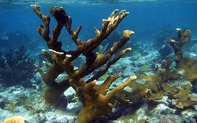 Elkhorn Coral - Acropora palmata 