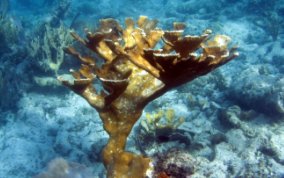 Elkhorn Coral - Acropora palmata 