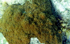 Elliptical Star Coral - Dichocoenia stokesii