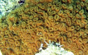 Elliptical Star Coral - Dichocoenia stokesii