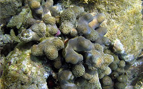 Finger Coral -  Porites porites