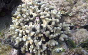 Finger Coral -  Porites porites