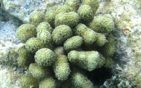 Finger Coral -  Porites porites