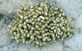 Finger Coral -  Porites porites