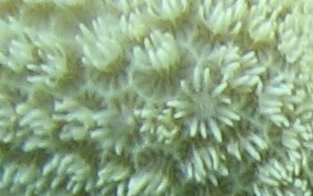 Finger Coral -  Porites porites