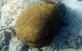 Giant Brain Coral - Colpophyllia natans