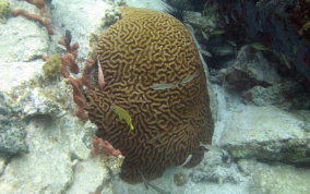 Giant Brain Coral - Colpophyllia natans