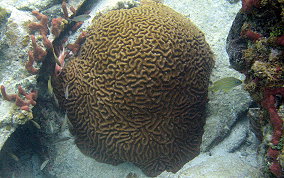 Giant Brain Coral - Colpophyllia natans