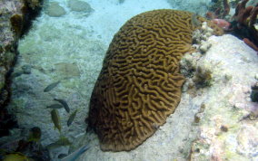 Giant Brain Coral - Colpophyllia natans