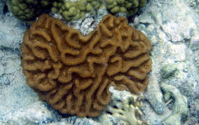 Giant Brain Coral - Colpophyllia natans