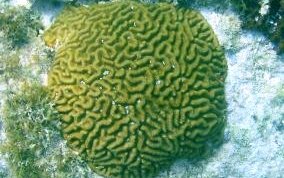 Giant Brain Coral - Colpophyllia natans