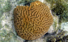 Giant Brain Coral - Colpophyllia natans