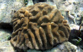 Giant Brain Coral - Colpophyllia natans