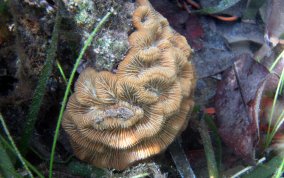 Giant Brain Coral - Colpophyllia natans