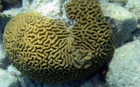 Giant Brain Coral - Colpophyllia natans