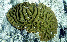 Giant Brain Coral - Colpophyllia natans