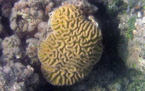 Giant Brain Coral - Colpophyllia natans