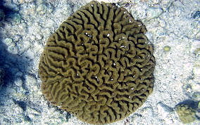 Giant Brain Coral - Colpophyllia natans