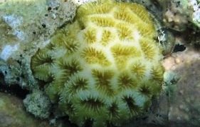 Golfball Coral - Favia fragum