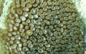 Great Star Coral - Montestrea cavernosa