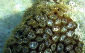 Great Star Coral - Montestrea cavernosa