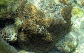 Great Star Coral - Montestrea cavernosa