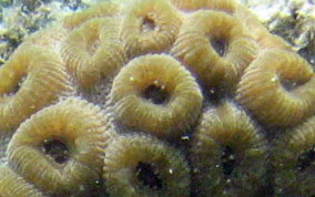 Great Star Coral - Montestrea cavernosa