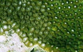 Great Star Coral - Montestrea cavernosa